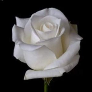 Meet your Posher, Jonna